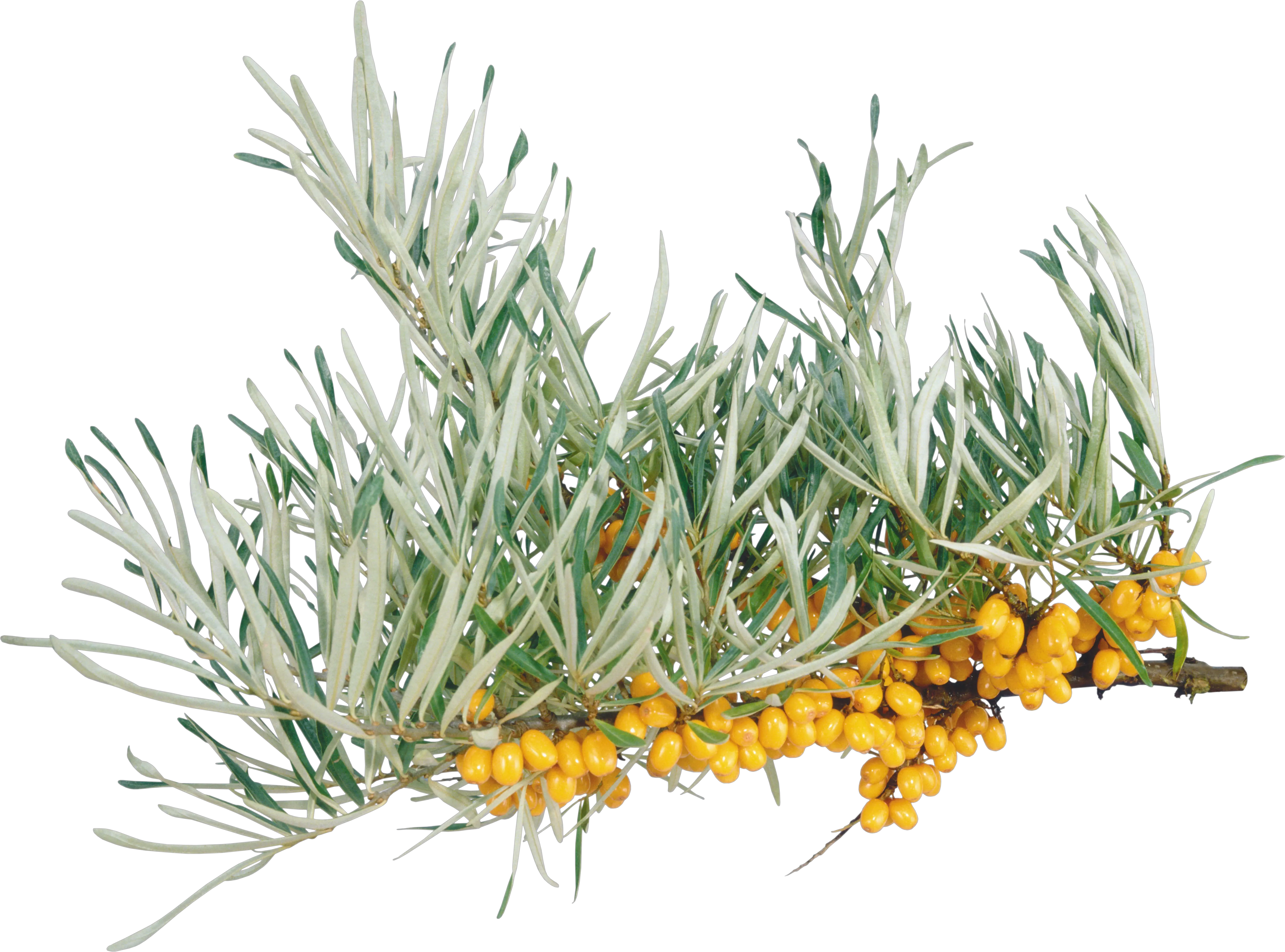 Sea buckthorn PNG