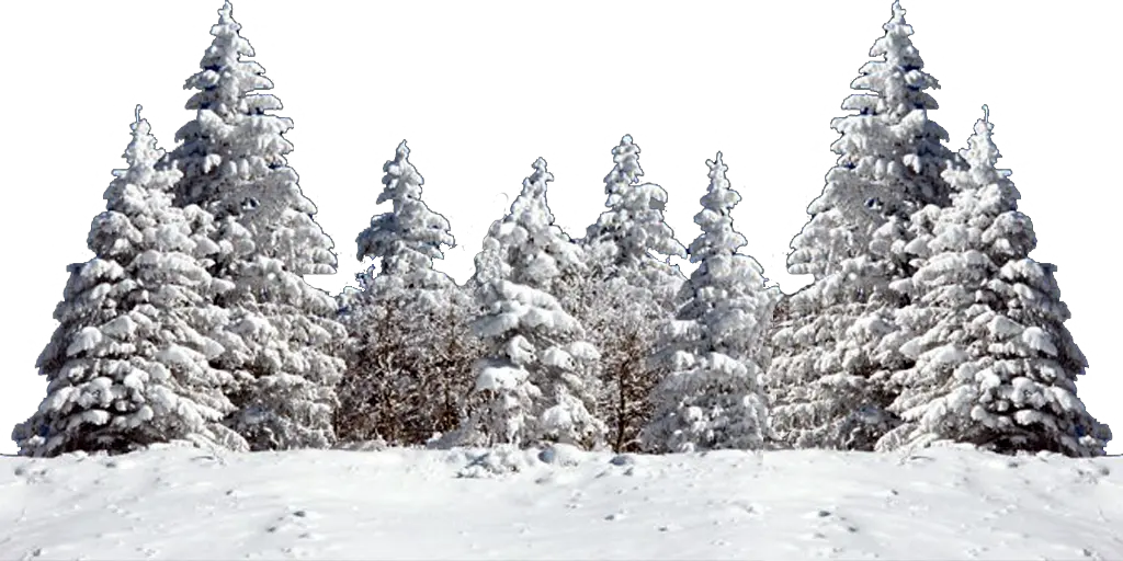 Winter forest PNG