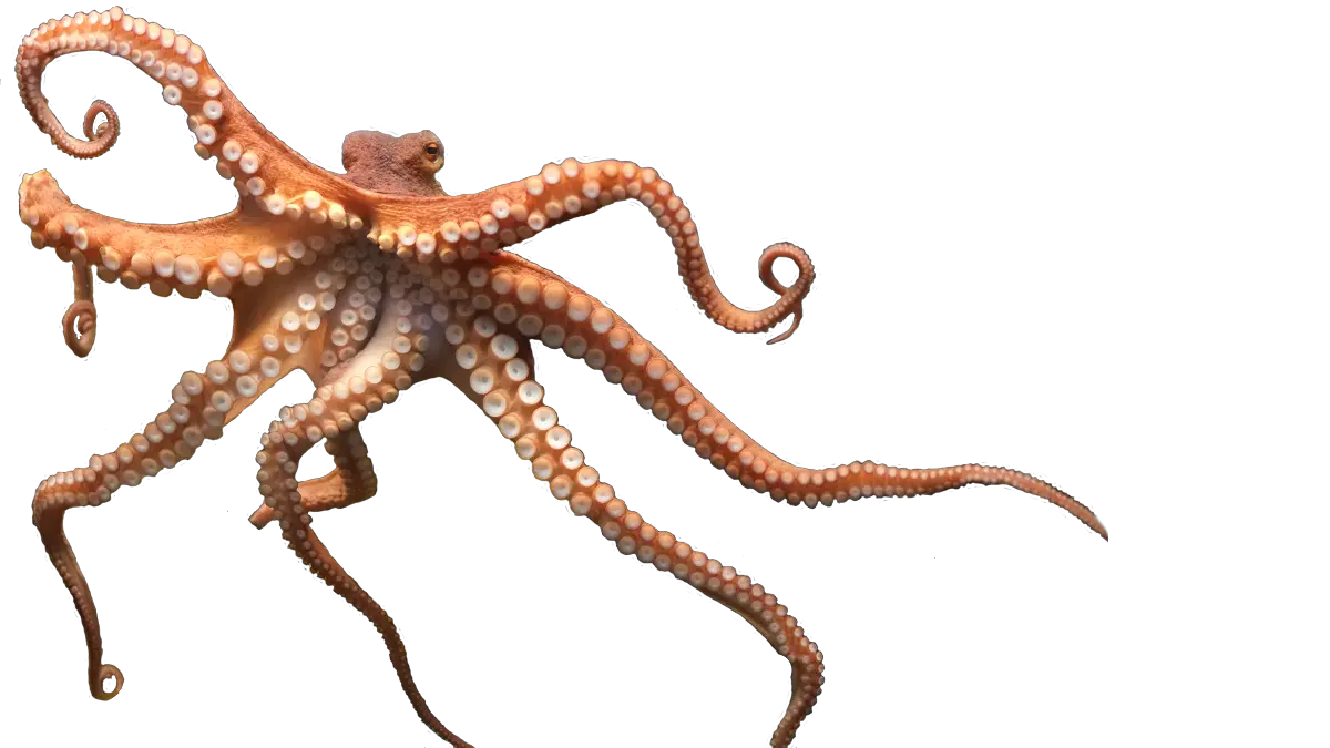 Octopus PNG