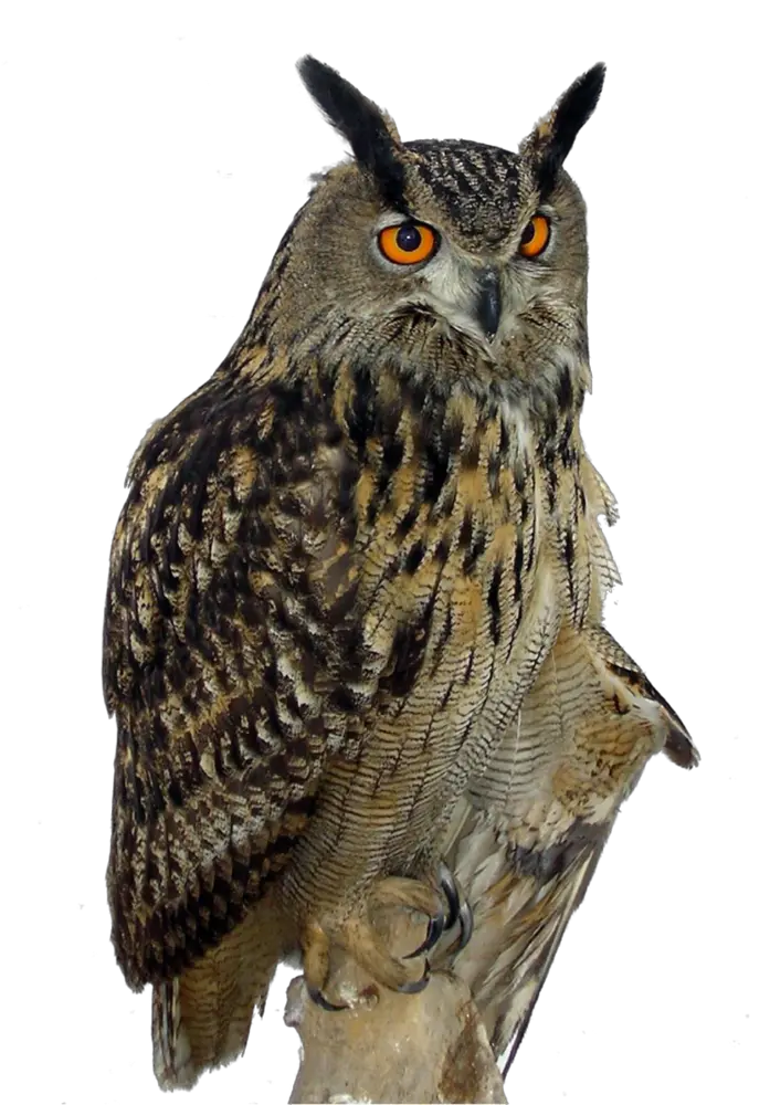 Owl PNG