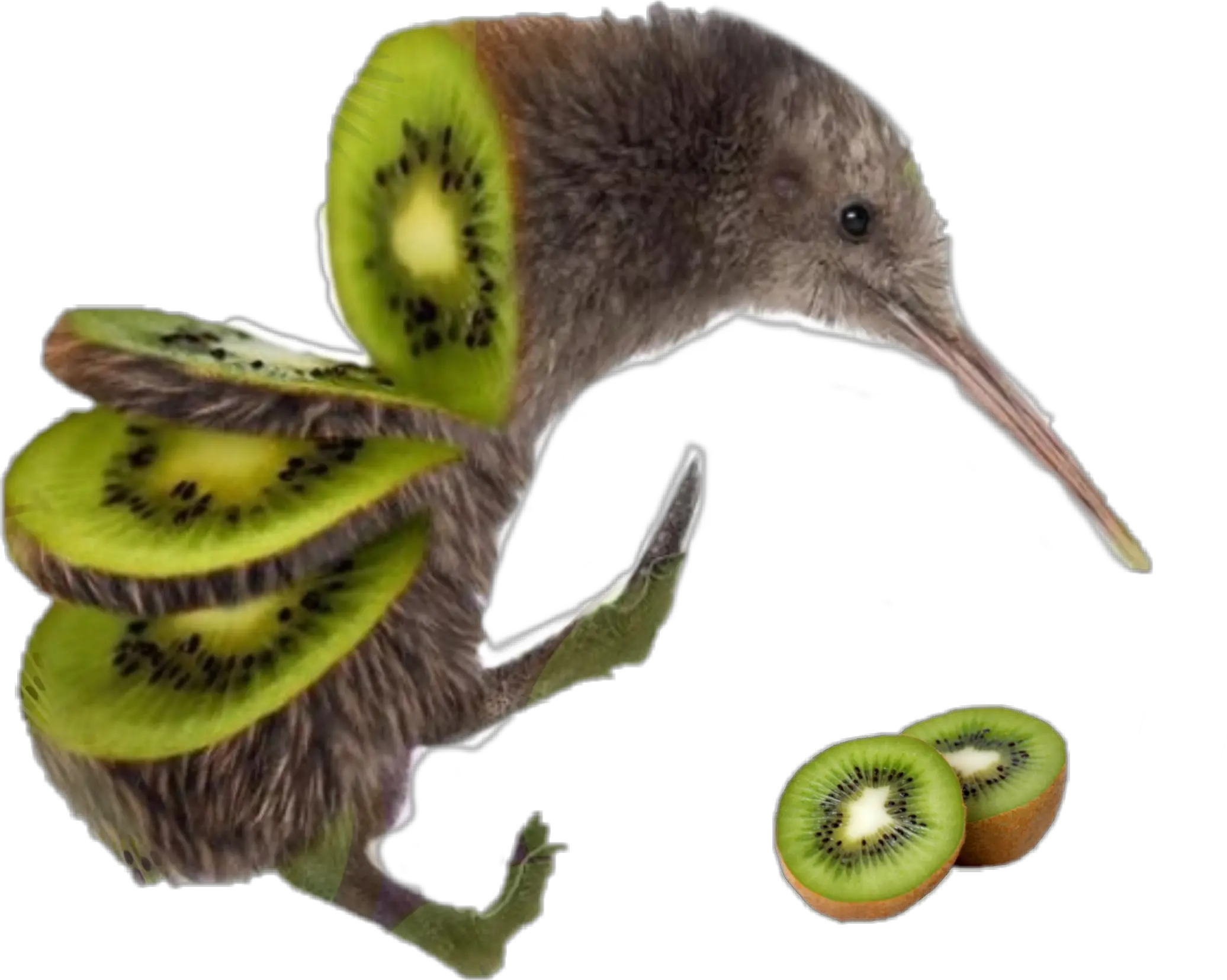 Kiwi bird PNG