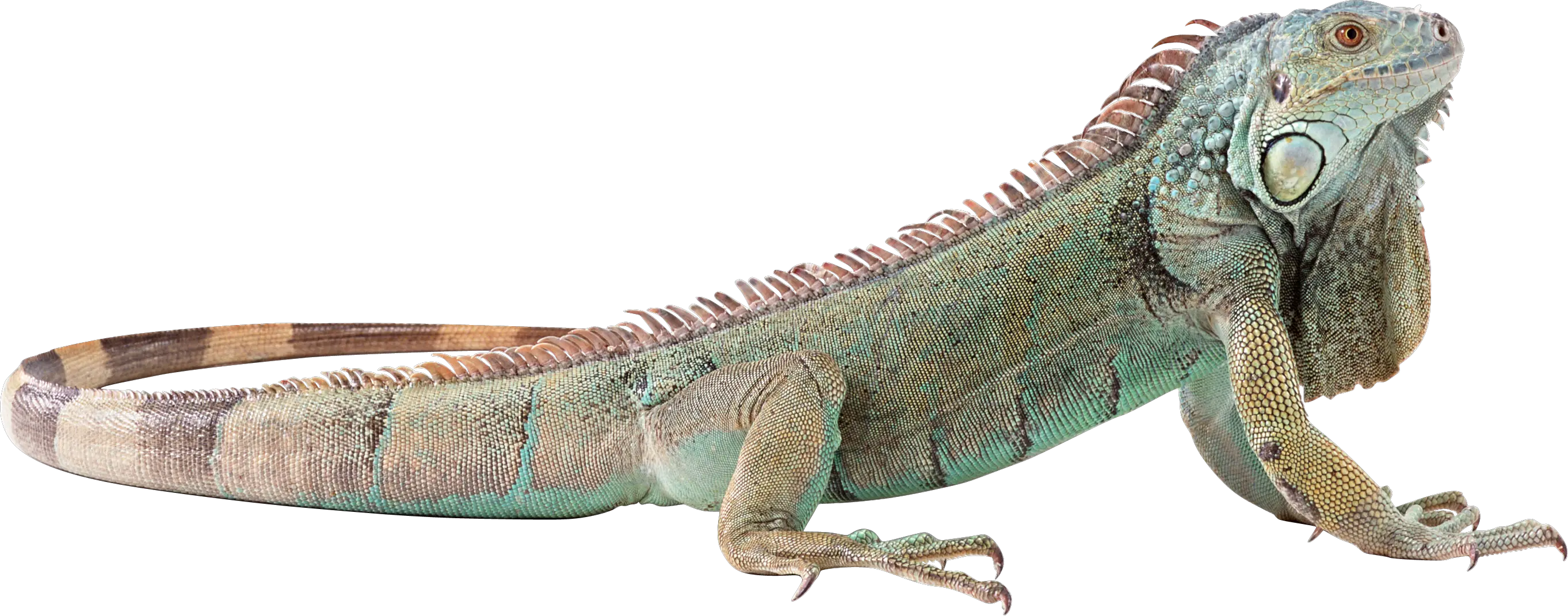 Iguana PNG