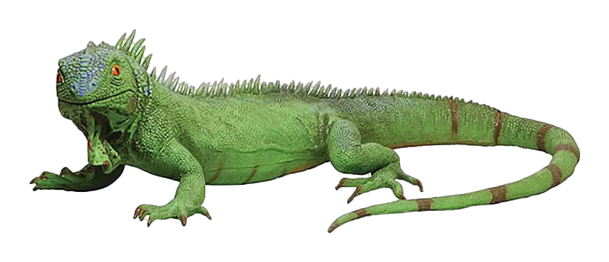Iguana PNG