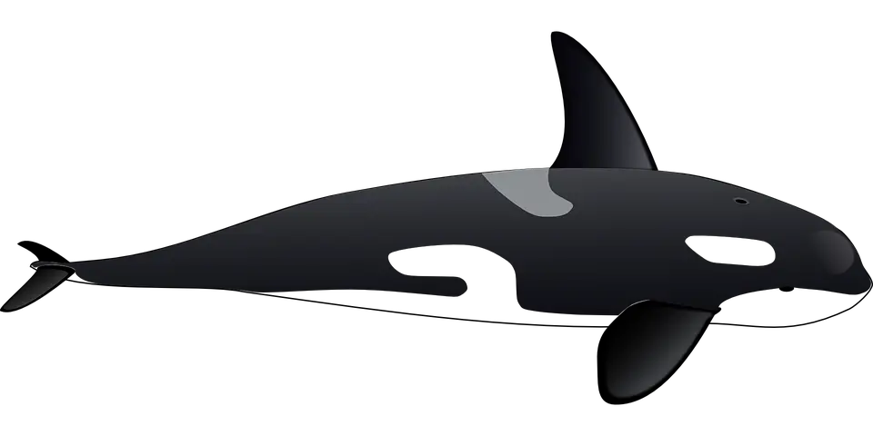 Killer whale PNG