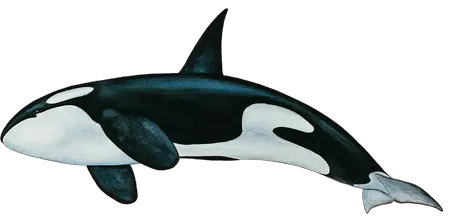 Killer whale PNG