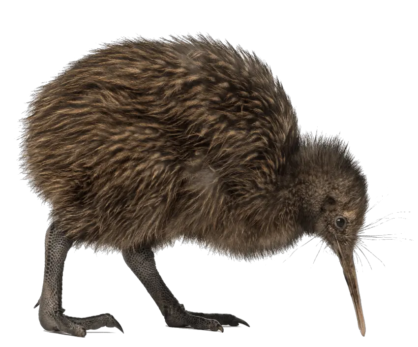 Kiwi bird PNG