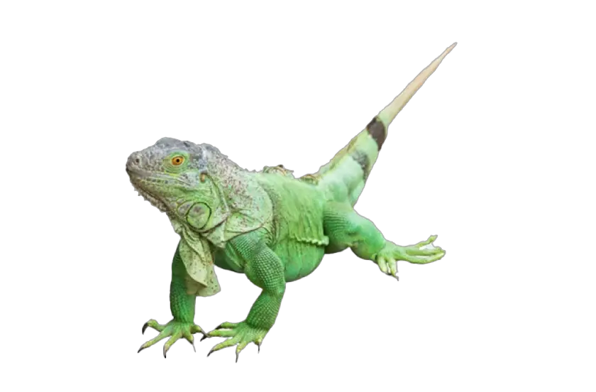 Iguana PNG