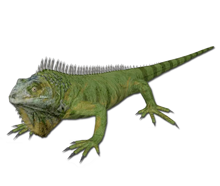 Iguana PNG