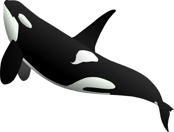 Killer whale PNG