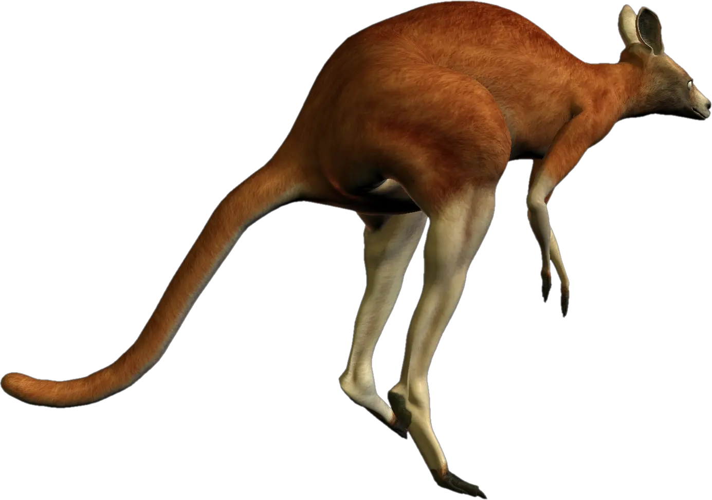 Kangaroo PNG