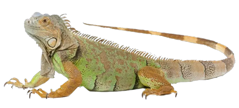Iguana PNG