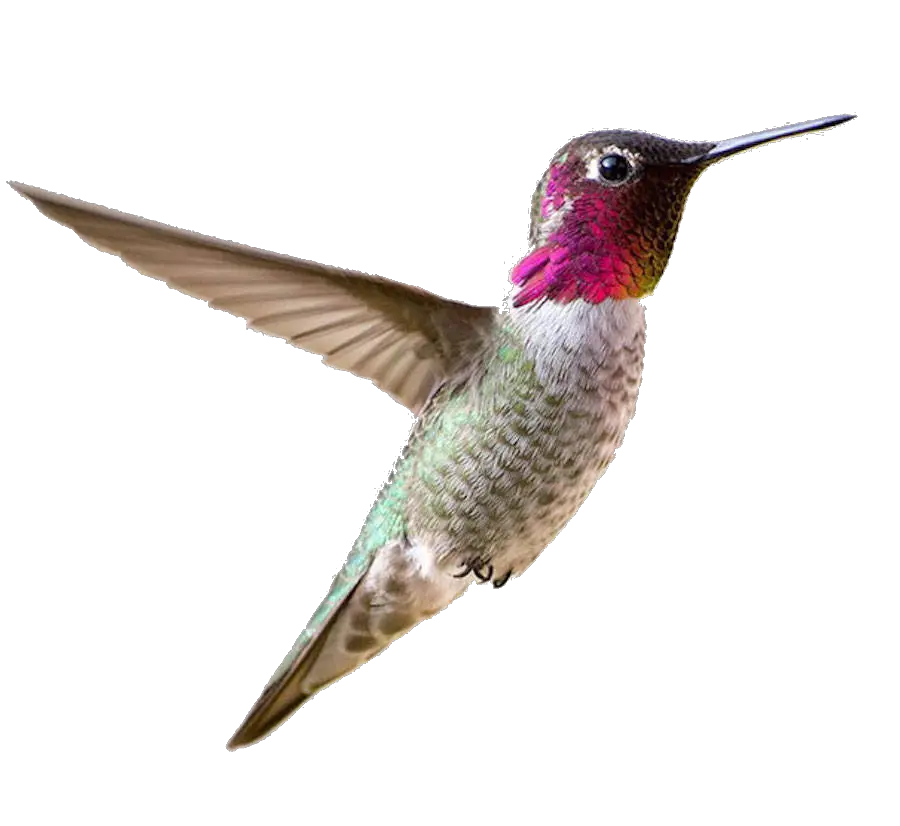 Hummingbird PNG