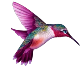 Hummingbird PNG