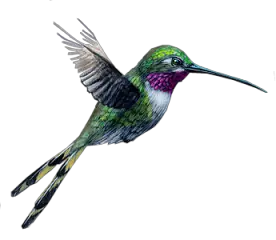 Hummingbird PNG