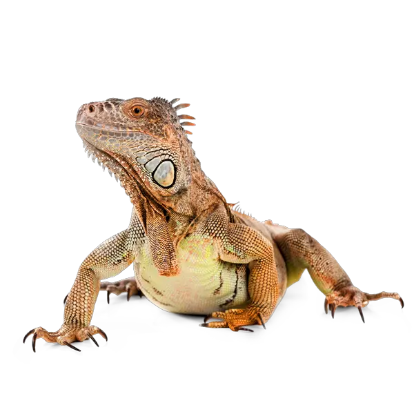 Iguana PNG