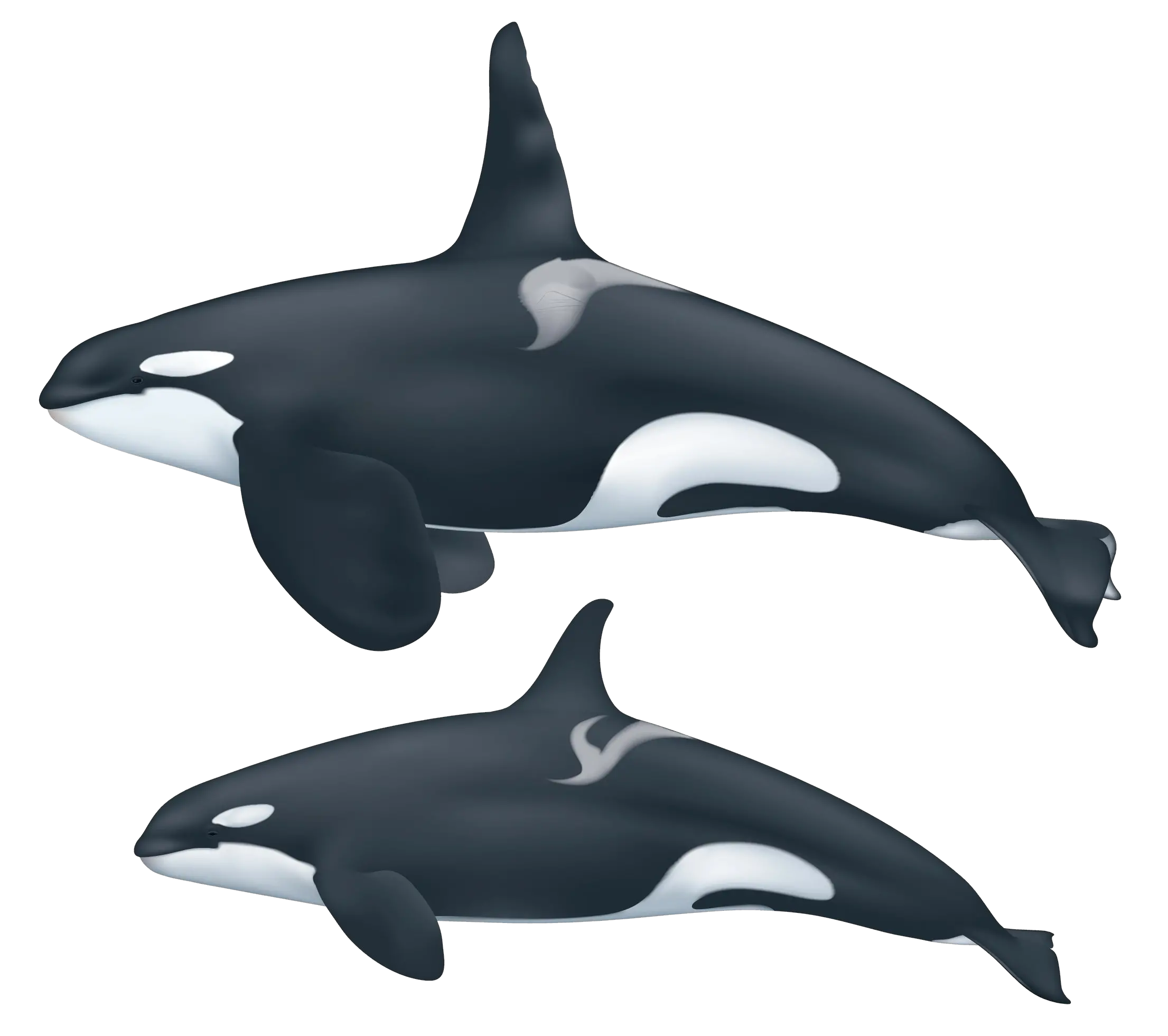 Killer whale PNG