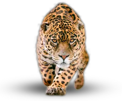 Jaguar PNG