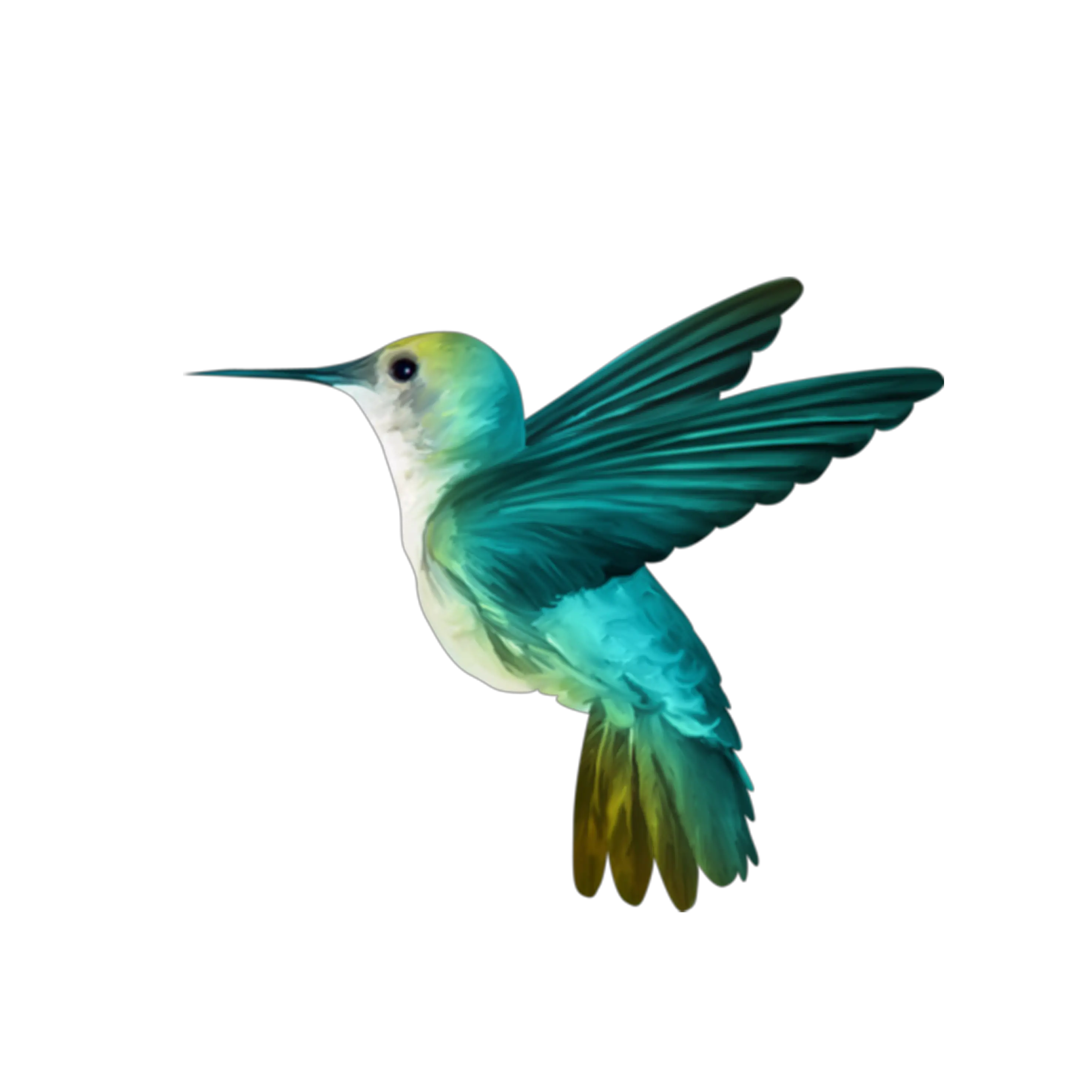 Hummingbird PNG