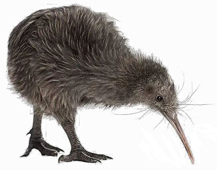 Kiwi bird PNG