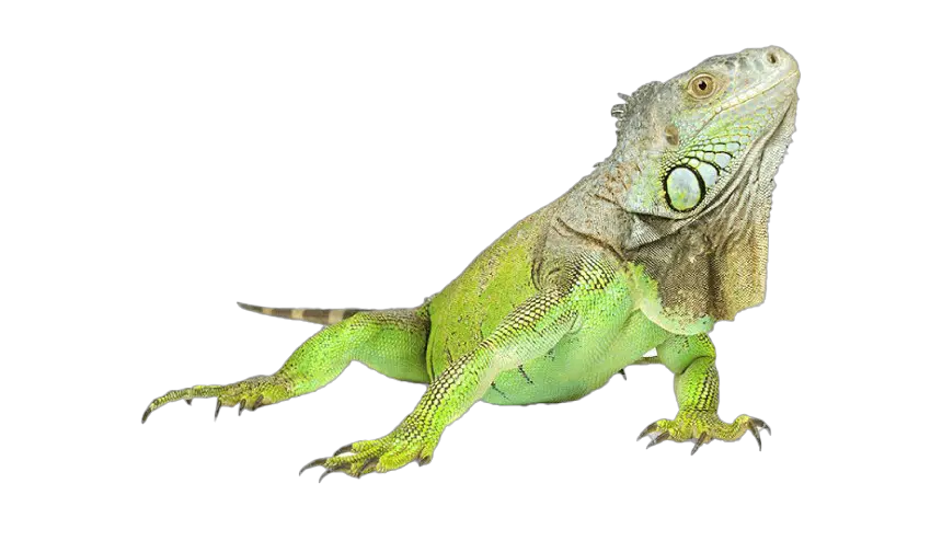 Iguana PNG