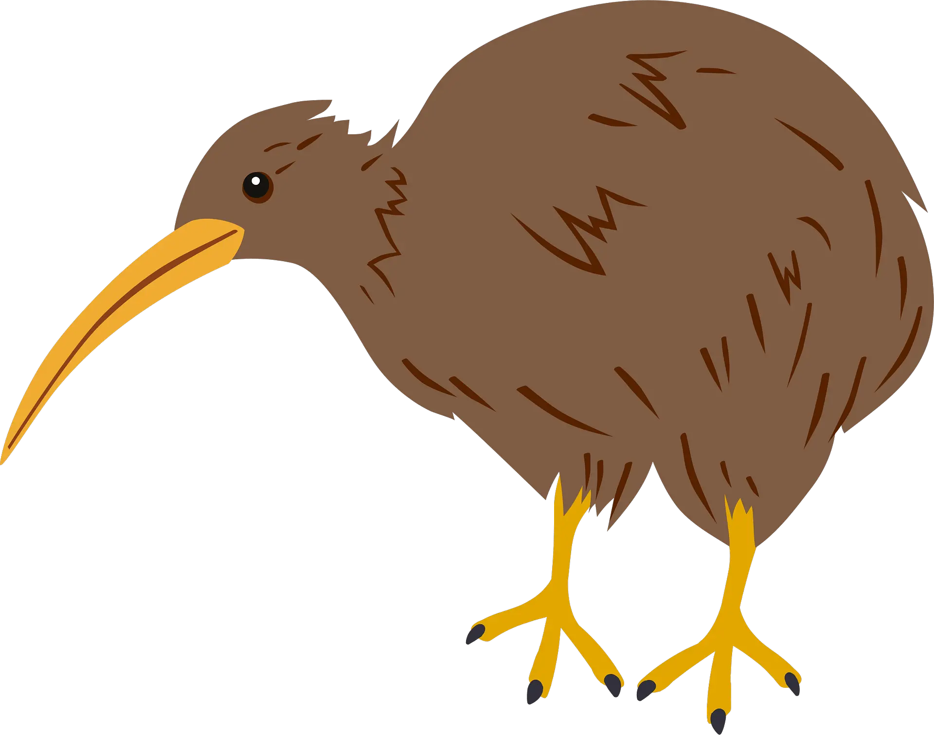 Kiwi bird PNG