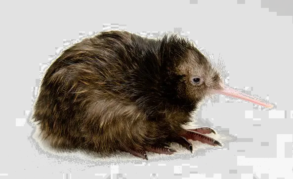 Kiwi bird PNG