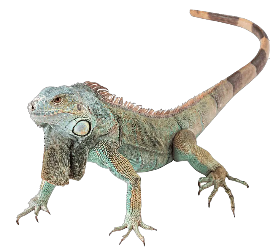 Iguana PNG