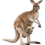 Kangaroo PNG