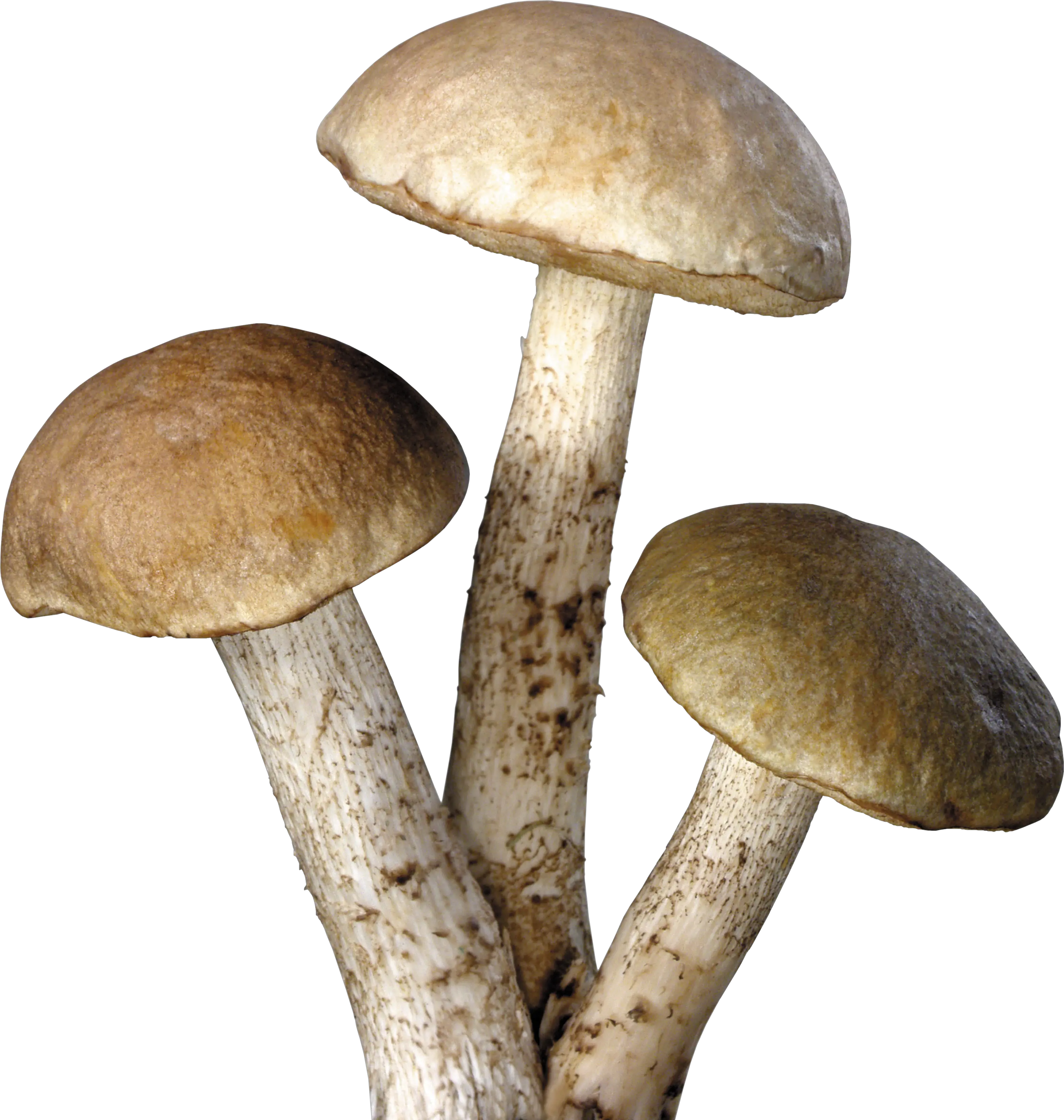 Mushroom PNG image
