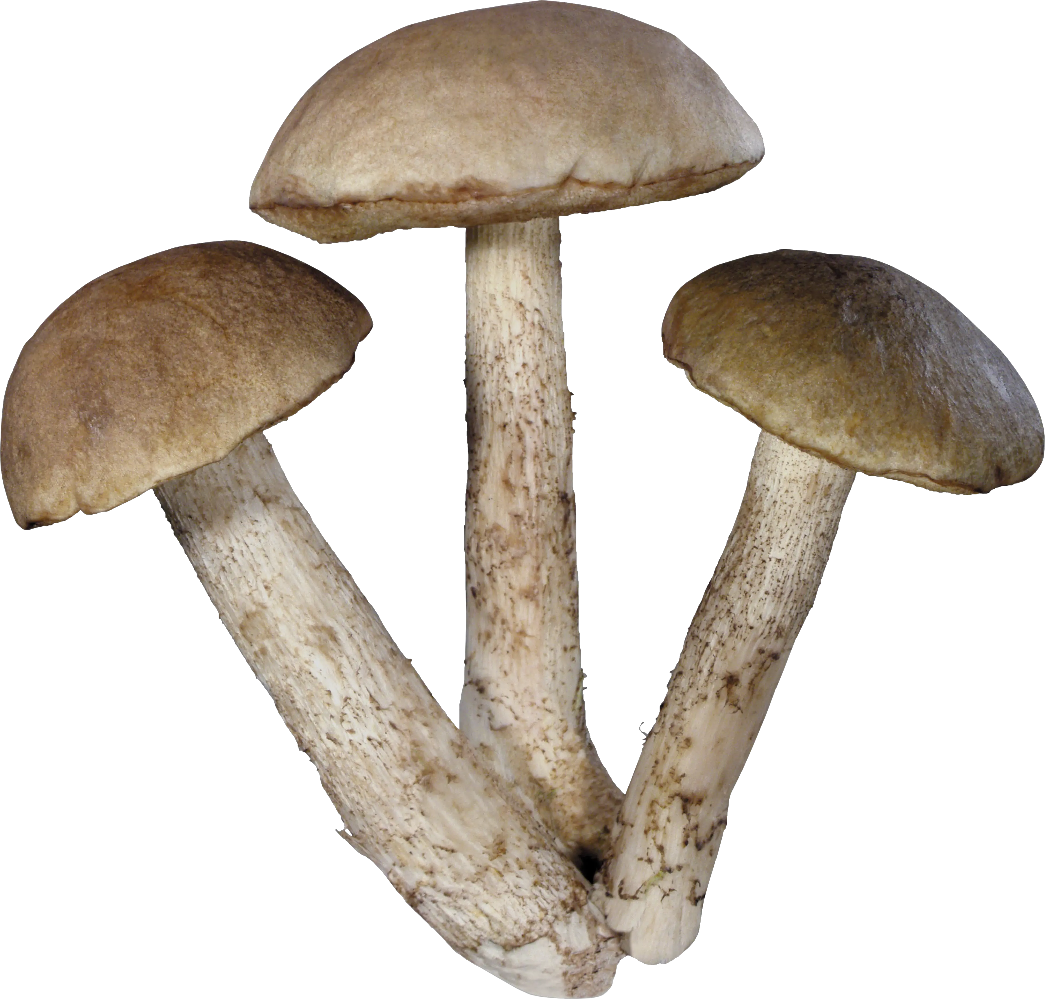 Mushroom PNG image