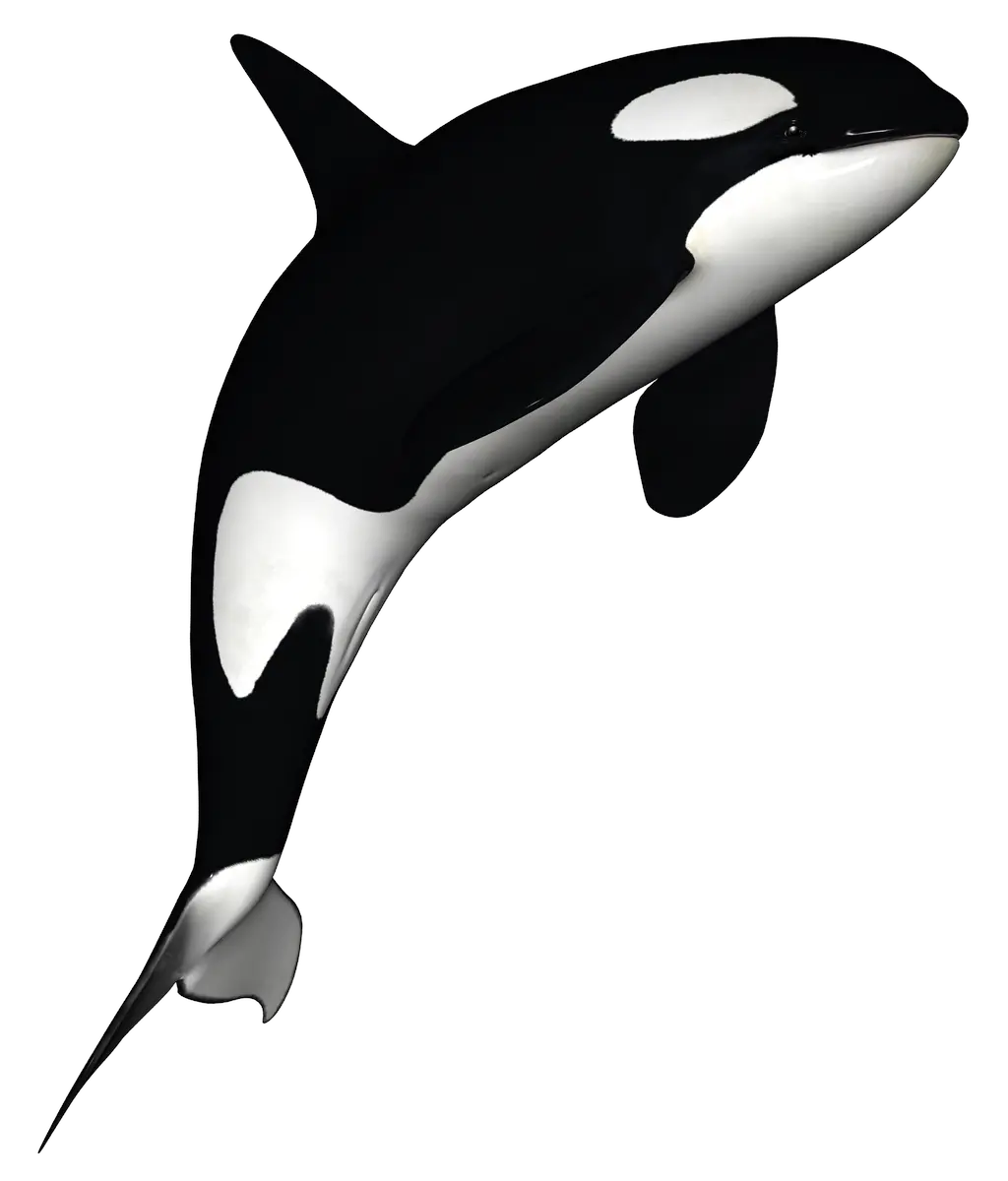 Killer whale PNG