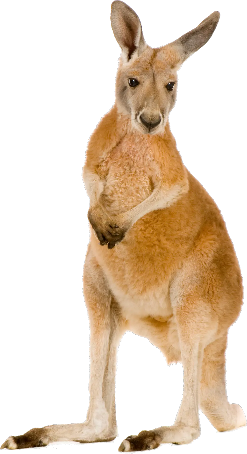 Kangaroo PNG
