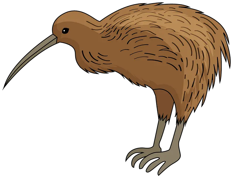 Kiwi bird PNG