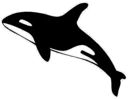Killer whale PNG