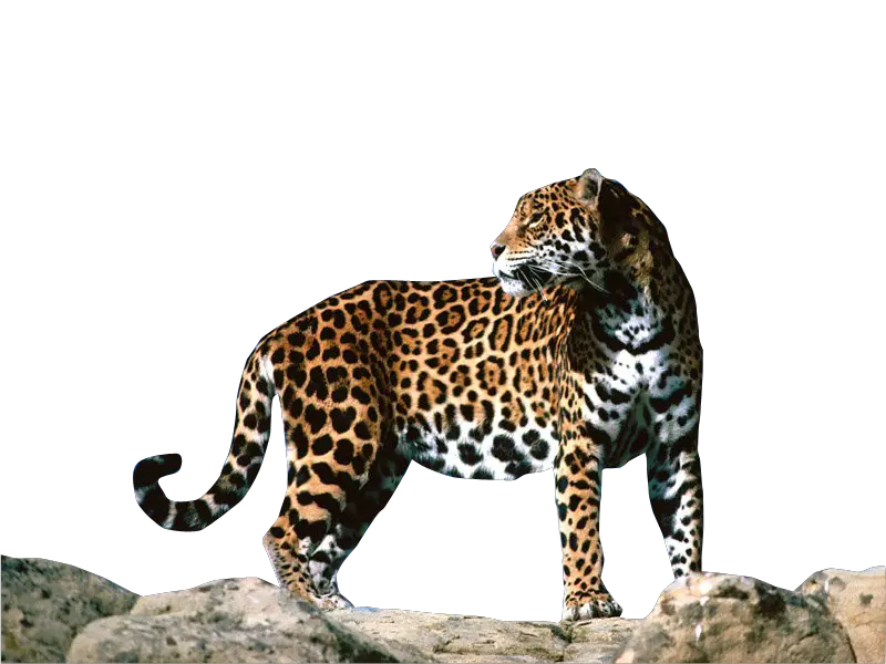 Jaguar PNG