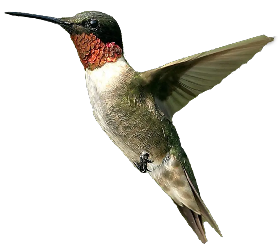 Hummingbird PNG