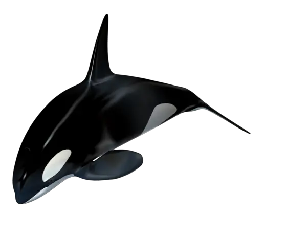 Killer whale PNG