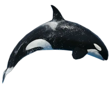 Killer whale PNG