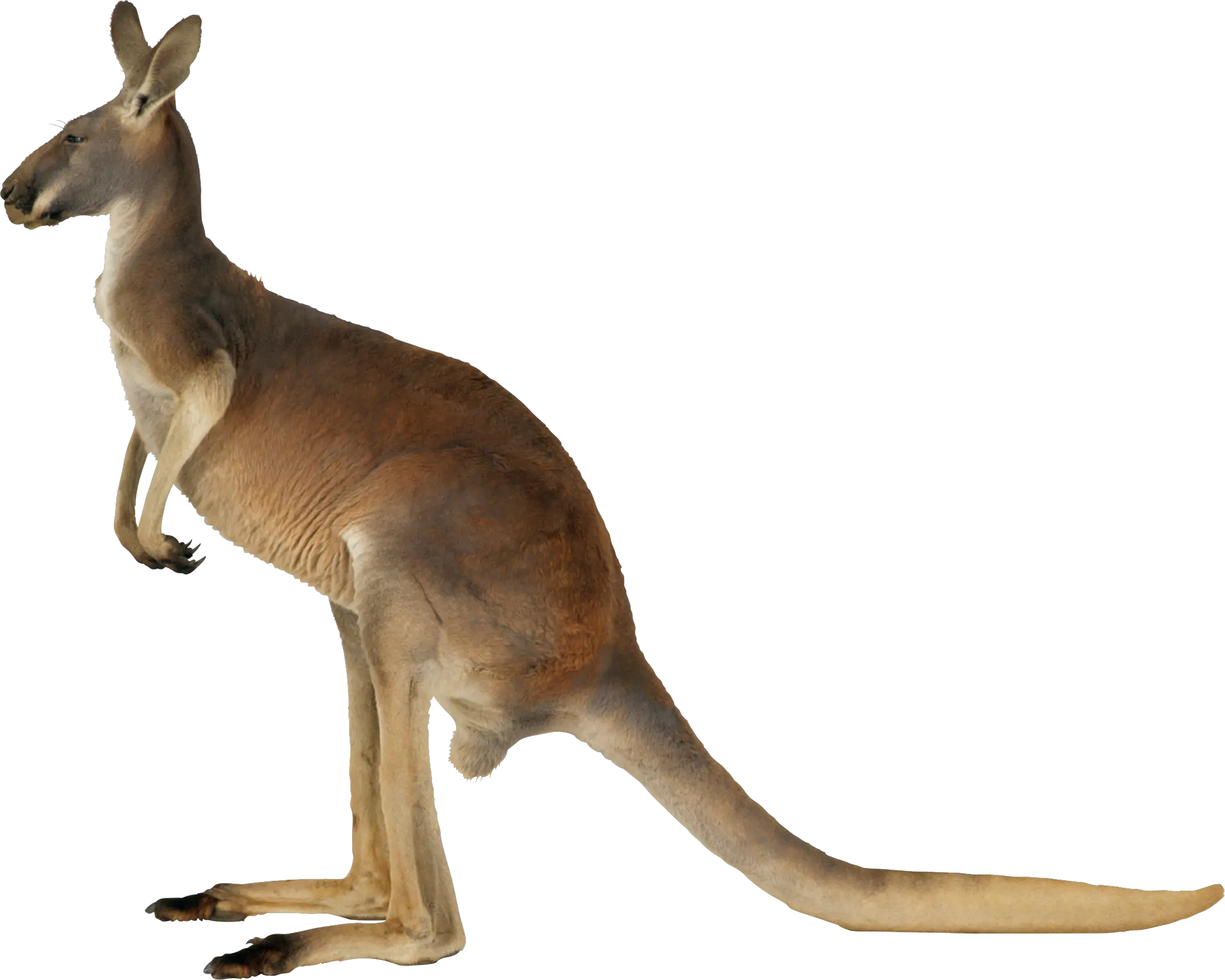 Kangaroo PNG