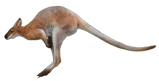 Kangaroo PNG