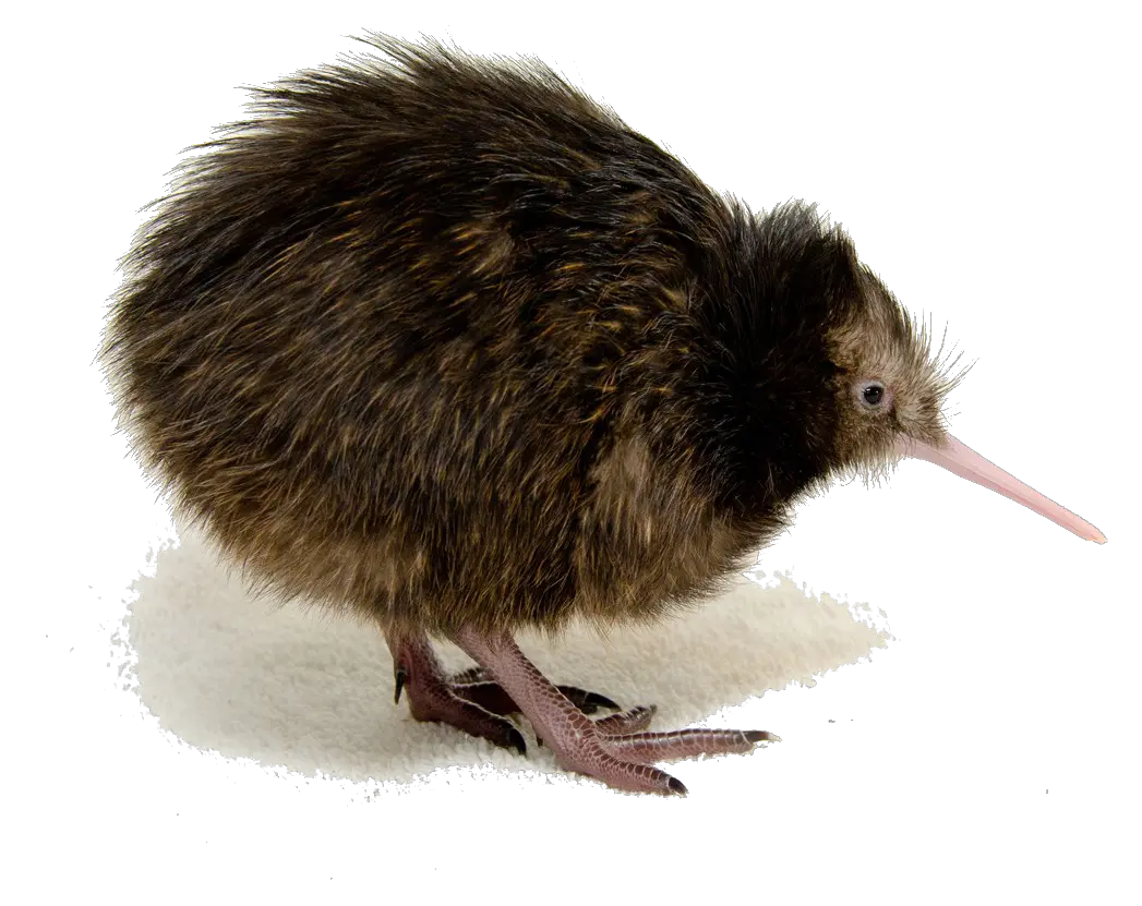 Kiwi bird PNG