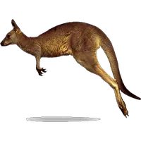 Kangaroo PNG