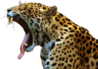 Jaguar PNG