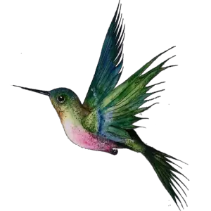 Hummingbird PNG