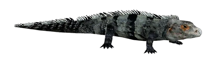 Iguana PNG