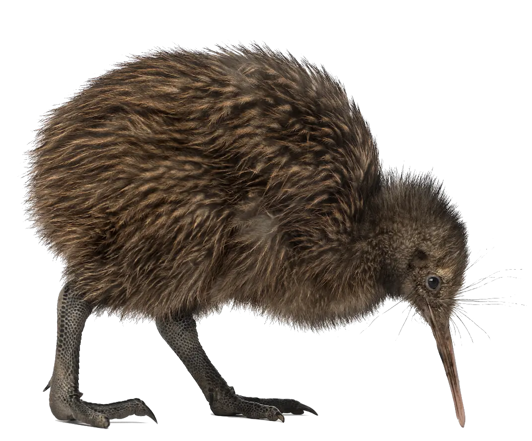 Kiwi bird PNG