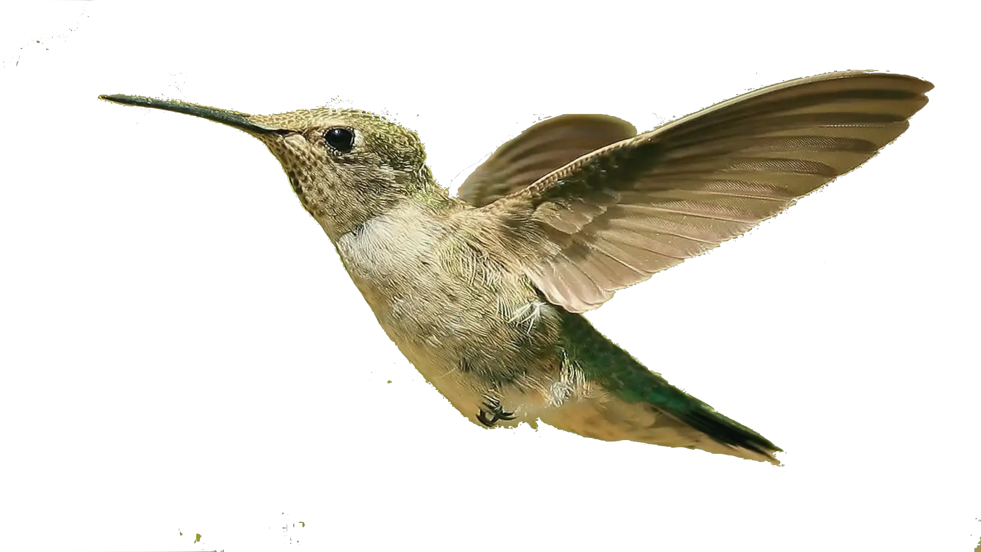 Hummingbird PNG