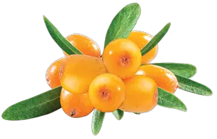 Sea buckthorn PNG