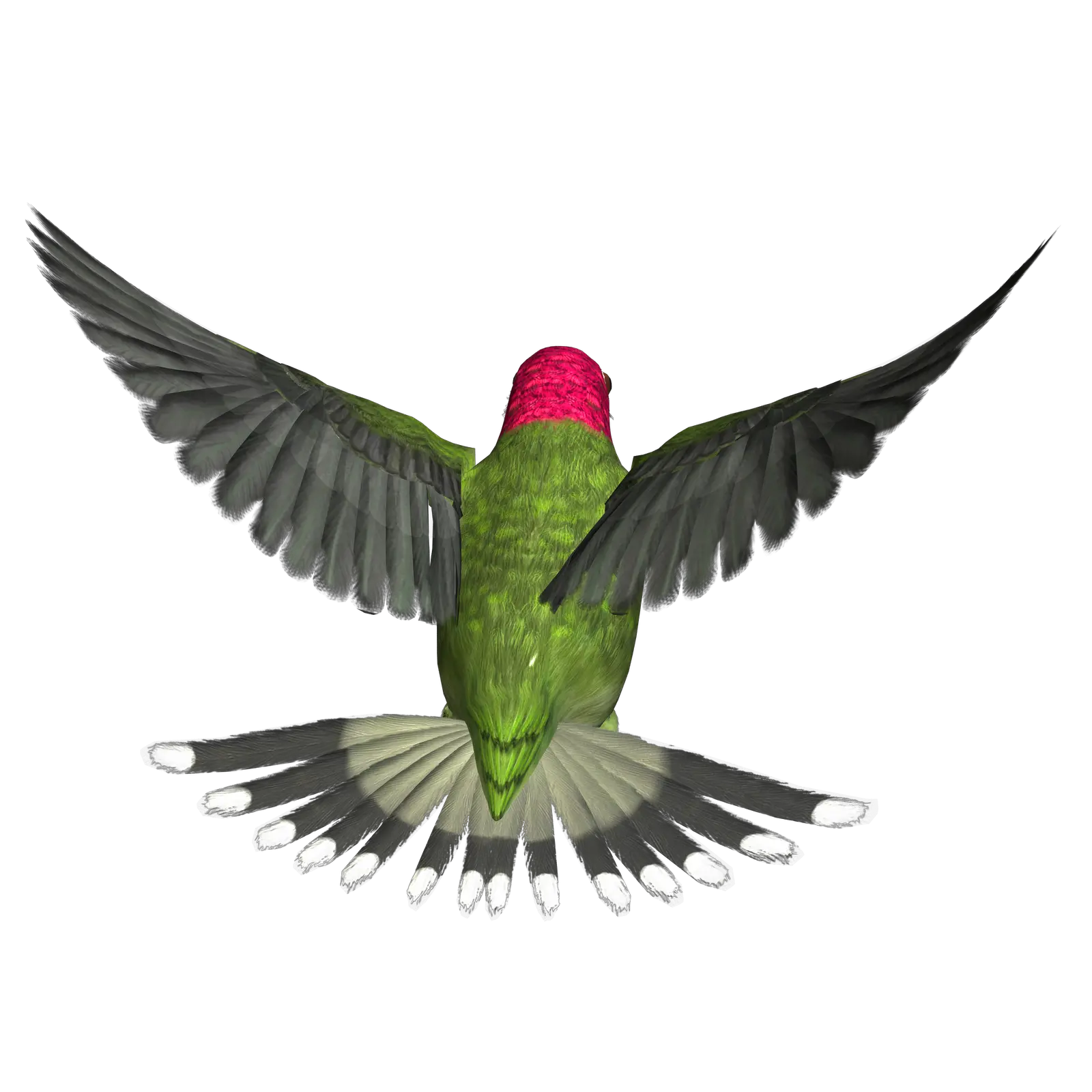 Hummingbird PNG