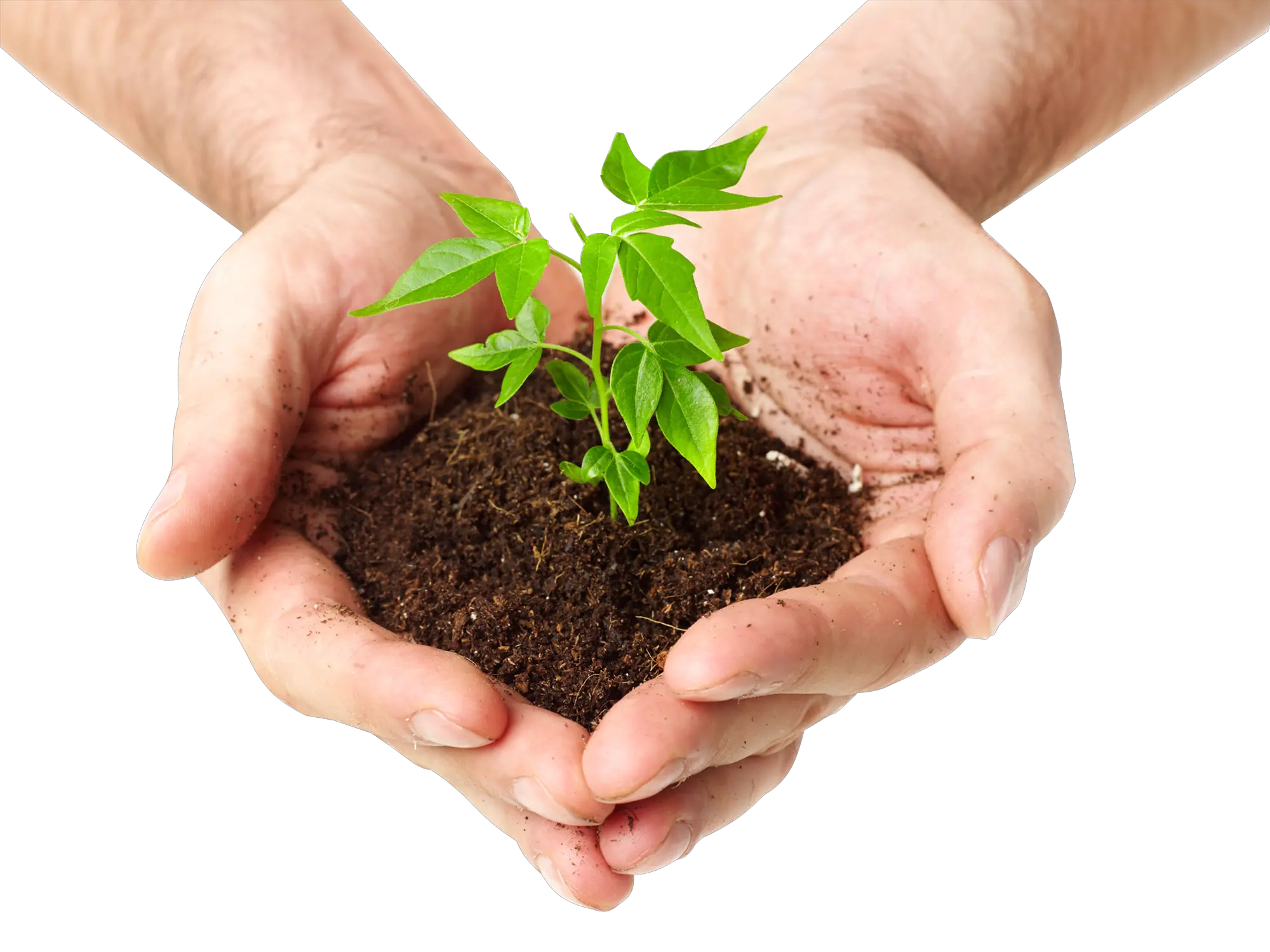 Soil in hands PNG